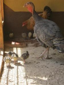Kalkoen en Kip met jongen_5